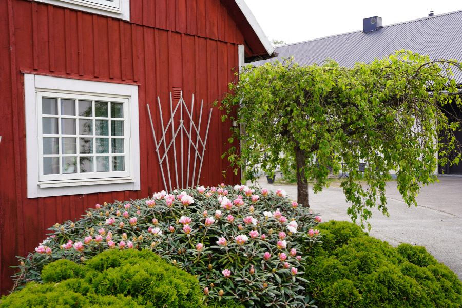 Rödmålat trähus med vita fönster och en trädgård fylld med blommande rododendron och gröna buskar