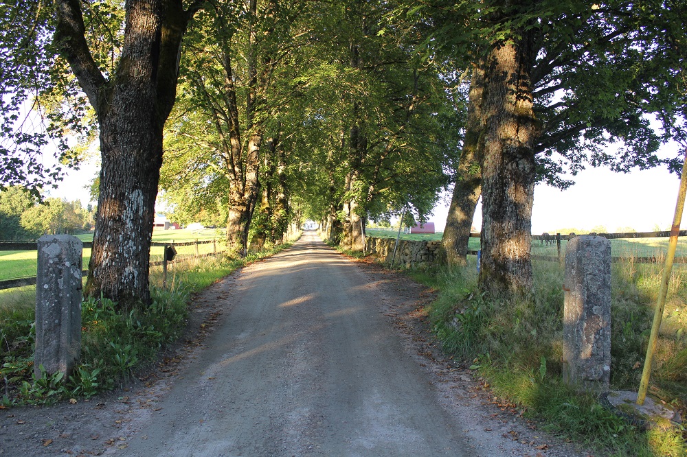 Grusväg kantad av stora träd på landsbygden i Sverige, med solbelysta fält i bakgrunden