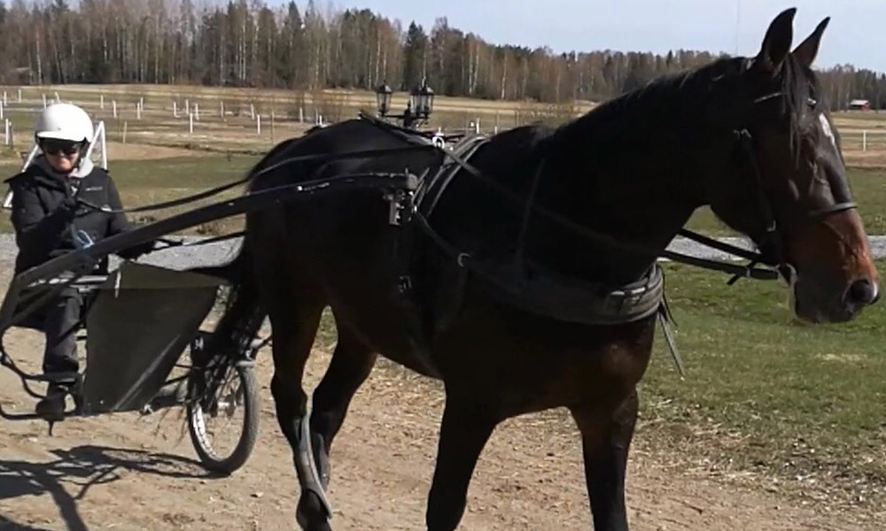En travhäst drar en sulky med en kusk på landsväg, omgiven av skog och ängar